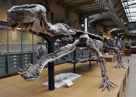 largest crocodile fossil found.